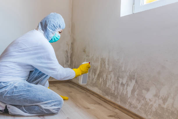 Licensed Attic Mold Removal service in McAlisterville, PA - WQB Mold Removal