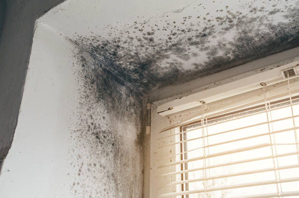 Affordable Attic Mold Removal solutions in McAlisterville, PA